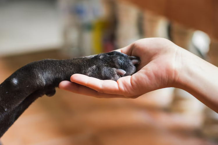 Building Dog Trust