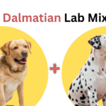 Dalmatian Lab Mix