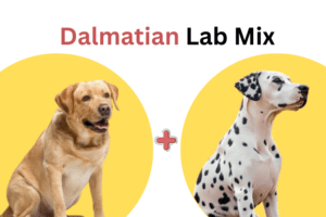 Dalmatian Lab Mix