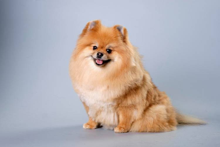 Pomeranian Dog Breed Information