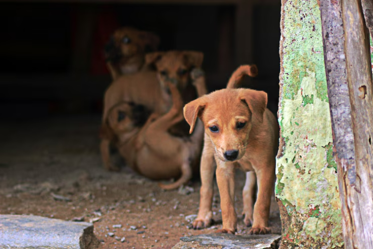 Stray Dog