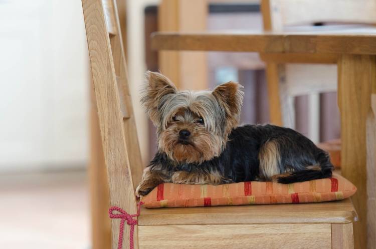 History of the Yorkie