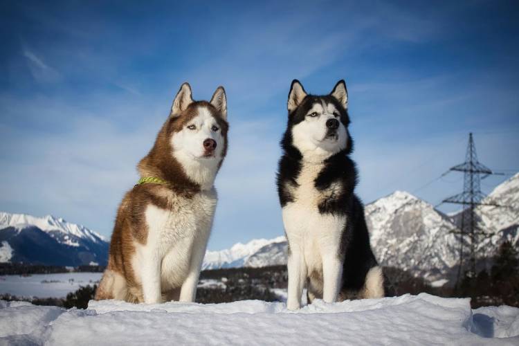 History of the Husky