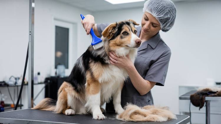 Australian Shepherd Lab Mixed Grooming