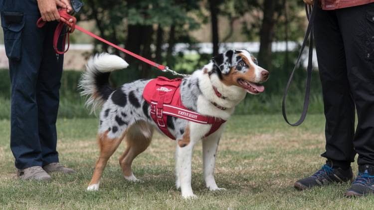 Australian Shepherd mixed with Labrador Training