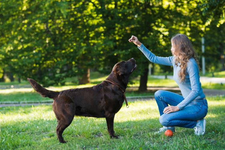 English and American Labrador Mix – A Complete Guide to Their Personality and Care