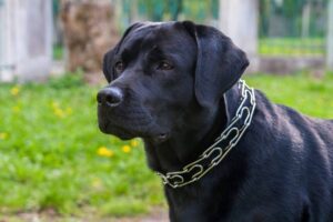 Female Labrador Feeding Chart by Age