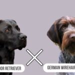 Labrador Retriever German Wirehaired Pointer Mix