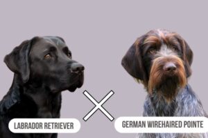 Labrador Retriever German Wirehaired Pointer Mix