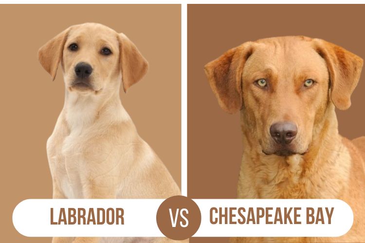 Labrador vs Chesapeake Bay