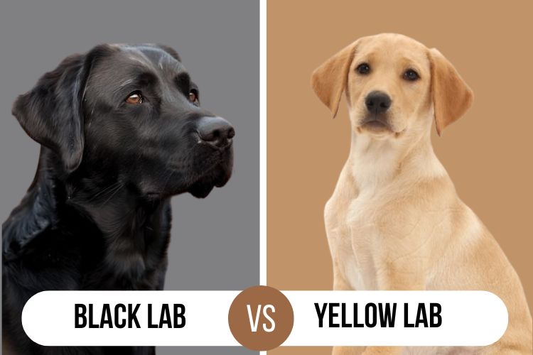 Black Lab vs Yellow Lab Comparison