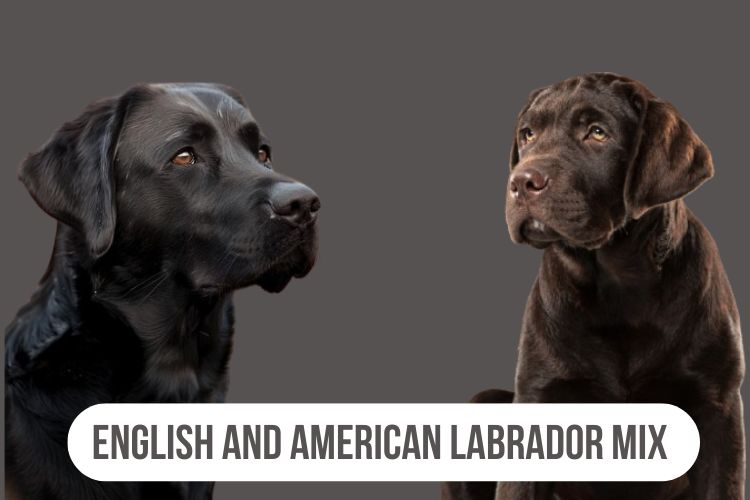 English and American Labrador Mix