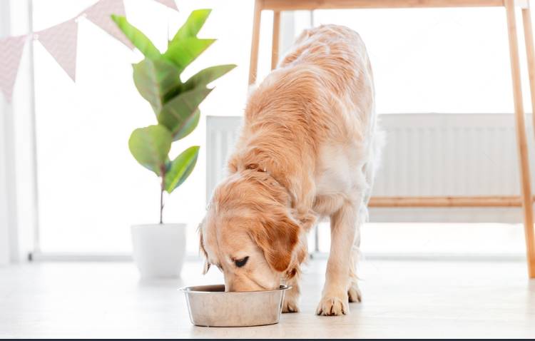 How Much Should a Labrador Eat