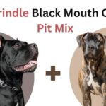 brindle black mouth cur pit mix