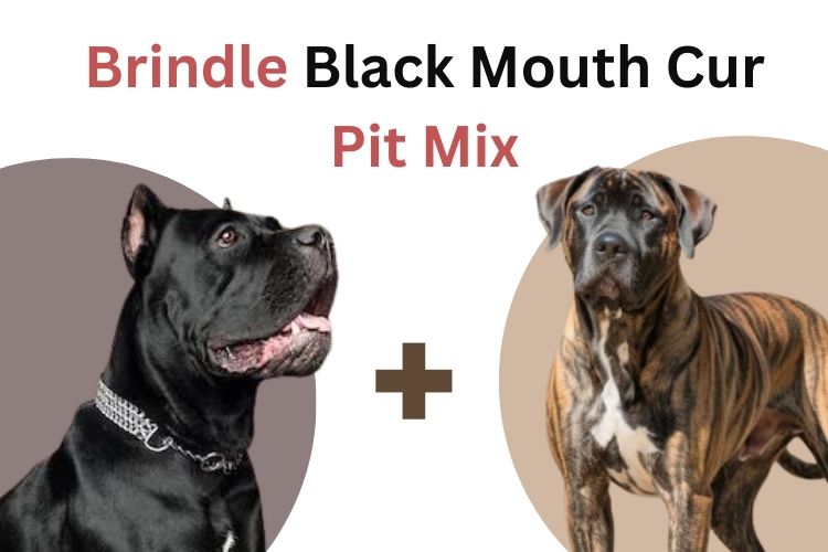 brindle black mouth cur pit mix